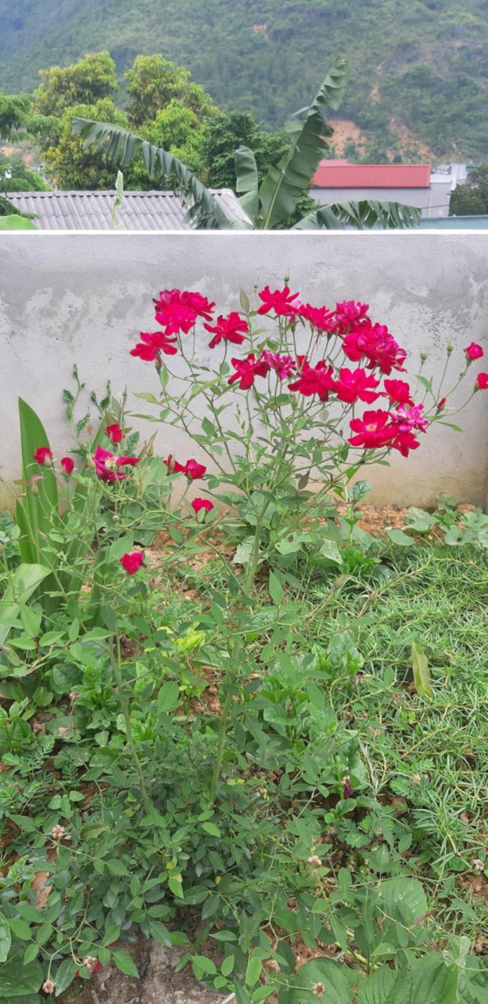 Milk Milk Homestay Yen Minh Oda fotoğraf